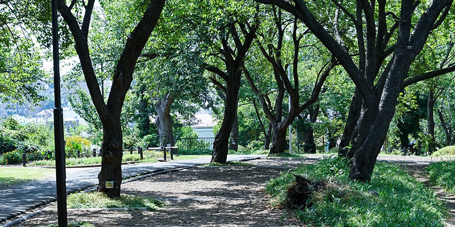 菊菜桜山公園