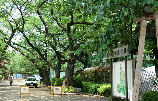 羽根木公園