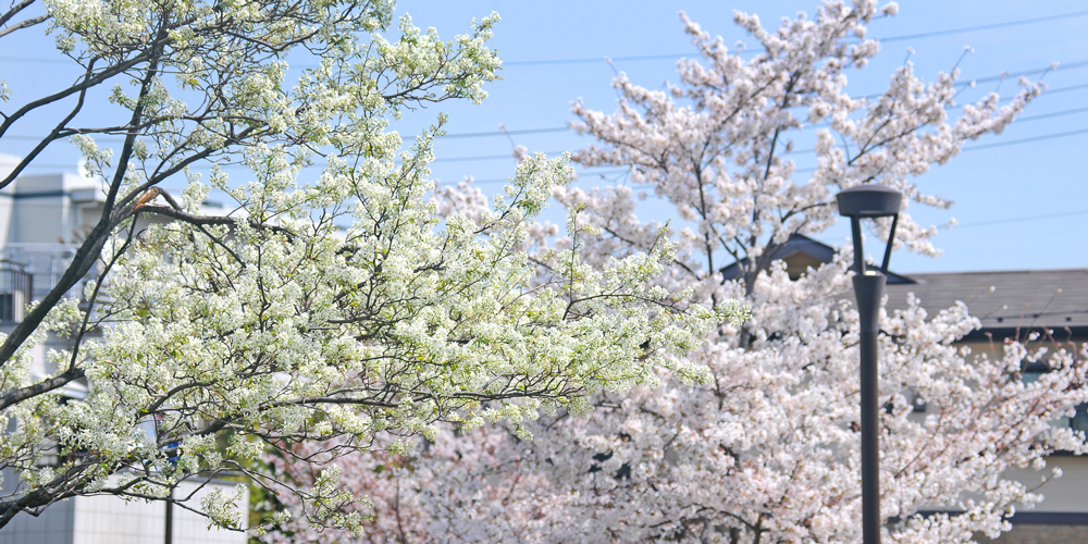 子育てしやすい！　川崎市幸区の住み心地