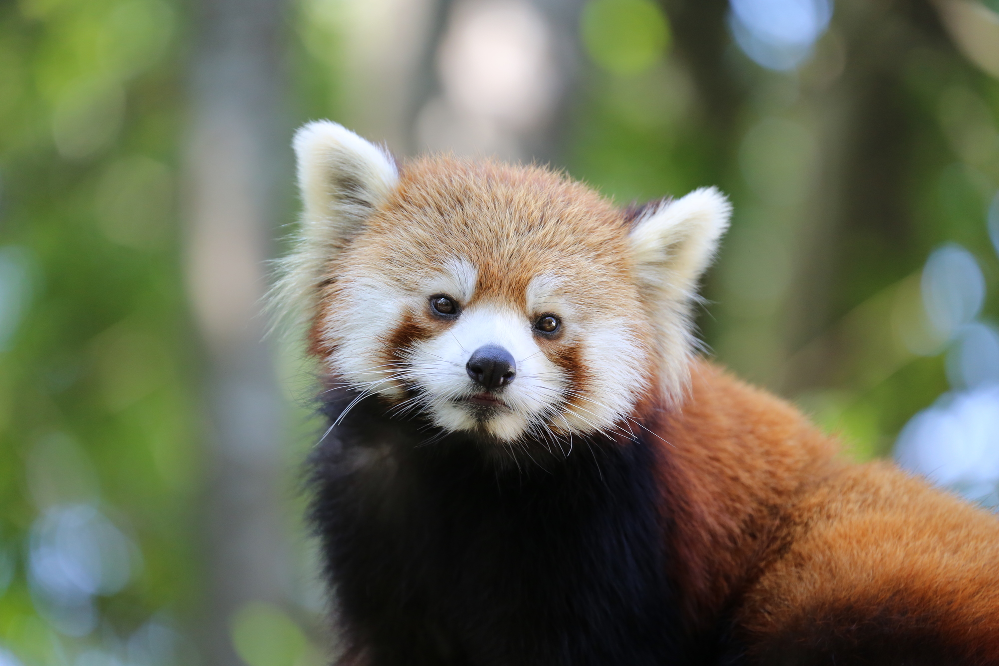 風太くんでおなじみ！　千葉市動物公園について