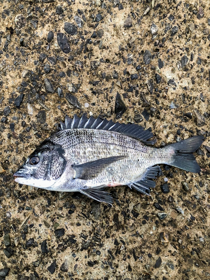 .國本　健太 . くにもと けんた.