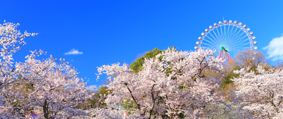 家族で出かけよう! 相模原のお花見スポット3選
