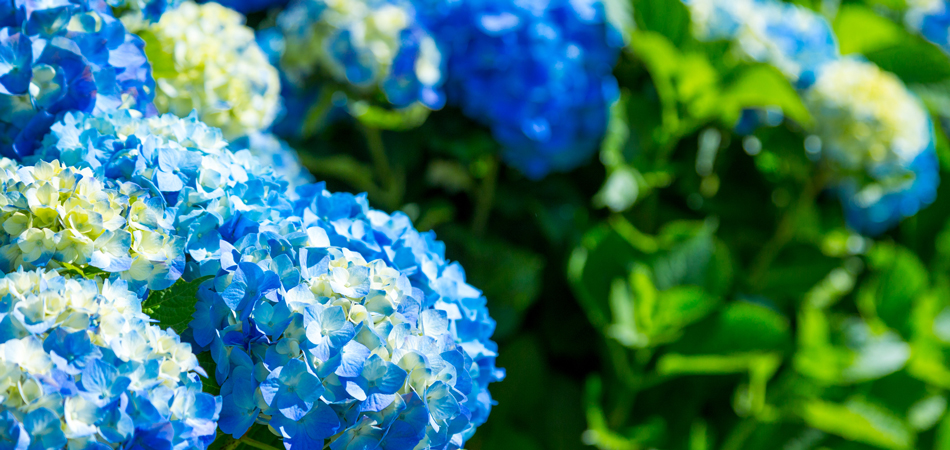 アジサイとバラの開花シーズン！　相模原北公園におでかけしよう