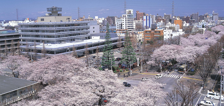 さくら通りとも呼ばれる相模原の名所「市役所前通り」