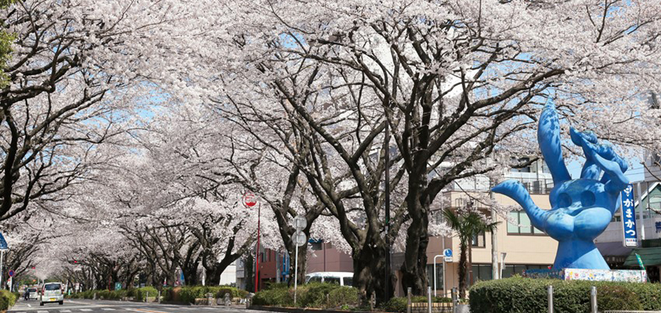 相模原市民桜まつり