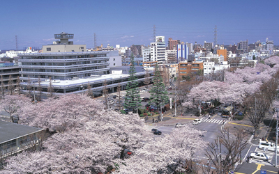 さくら通りとも呼ばれる相模原の名所「市役所前通り」