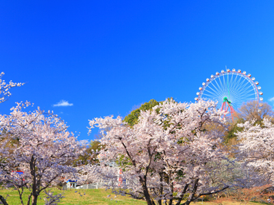 家族で出かけよう! 相模原のお花見スポット3選