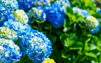 アジサイとバラの開花シーズン！　相模原北公園におでかけしよう